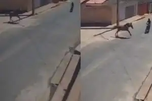 Imagem de cavalo correndo atravessando a pista