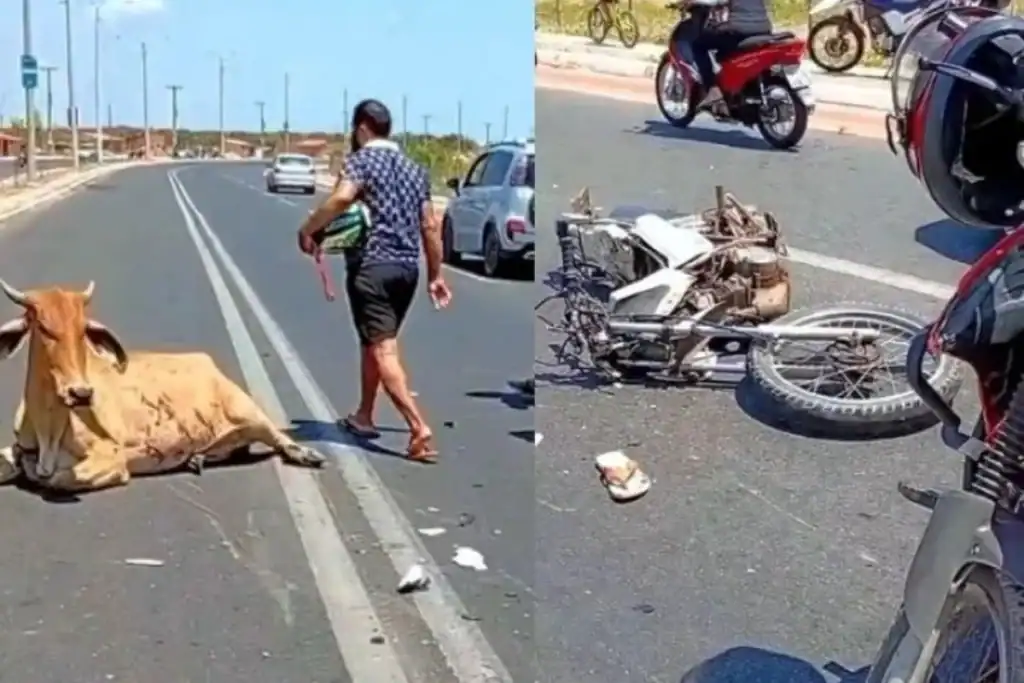 Vaca ainda com vida caída na Avenida Poty Velho, em Teresina, após acidente de motocicleta